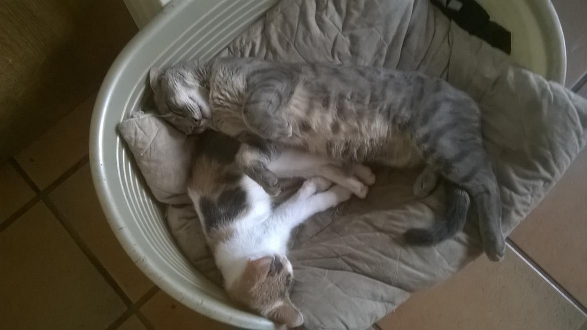 Huskat Naddy  billede 16