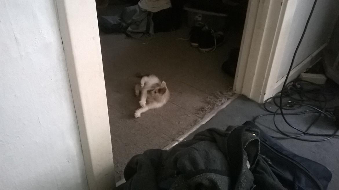 Huskat Naddy  billede 2