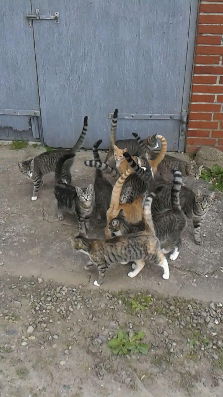 Huskat Mille - Alle killingerne billede 36