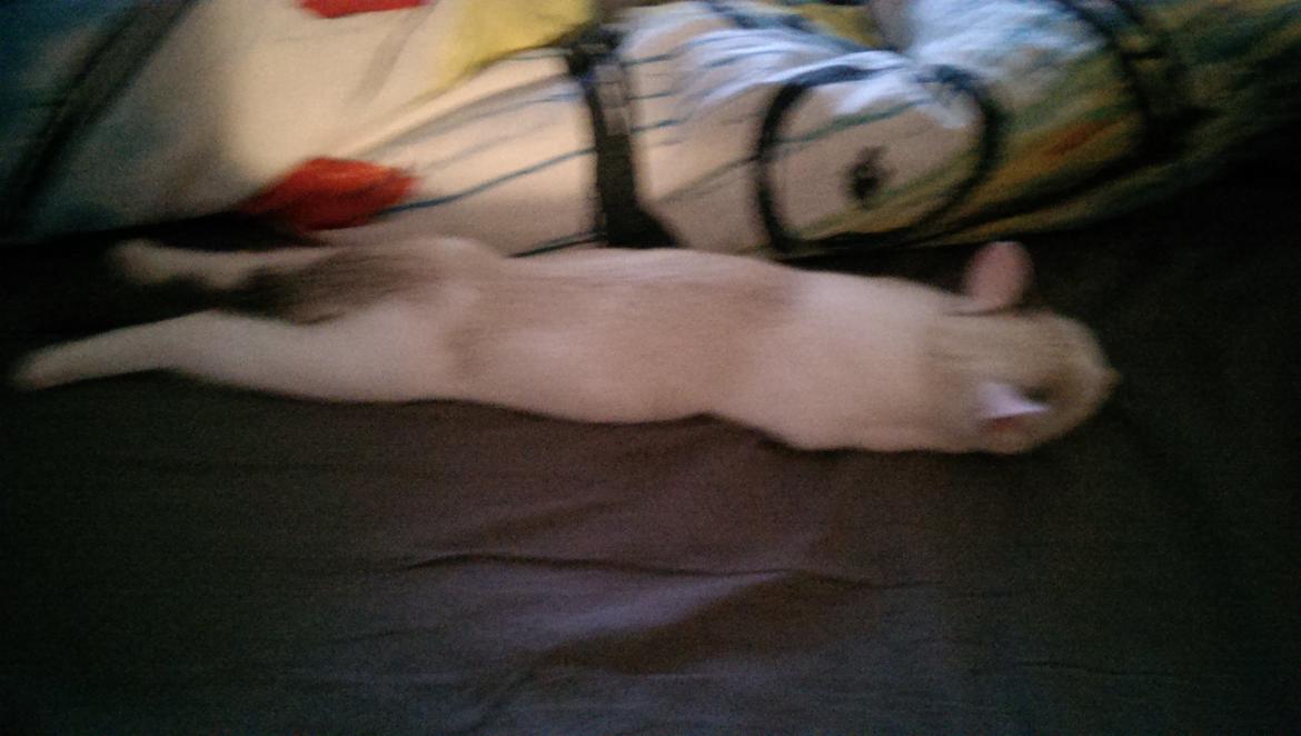 Blanding af racer Rhaegar - Sådan sover man godt billede 10