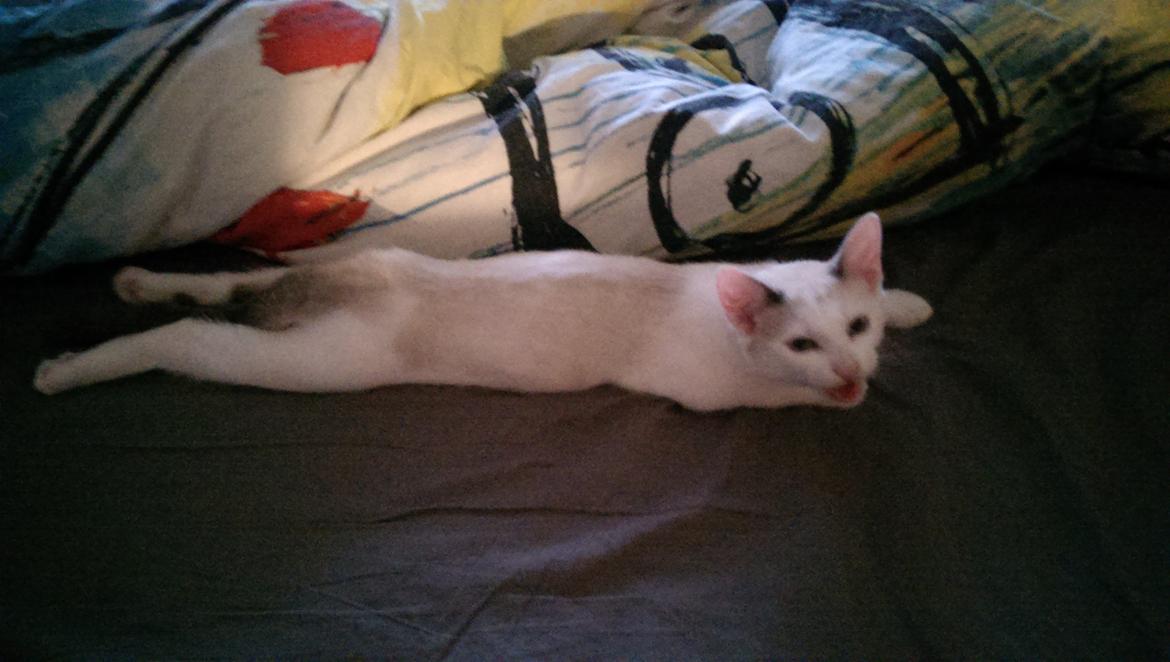 Blanding af racer Rhaegar - Ej mor, hvorfor vækkede du mig billede 11