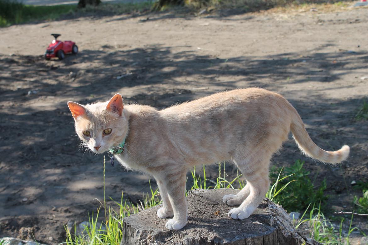 Huskat Anton..<3 billede 7