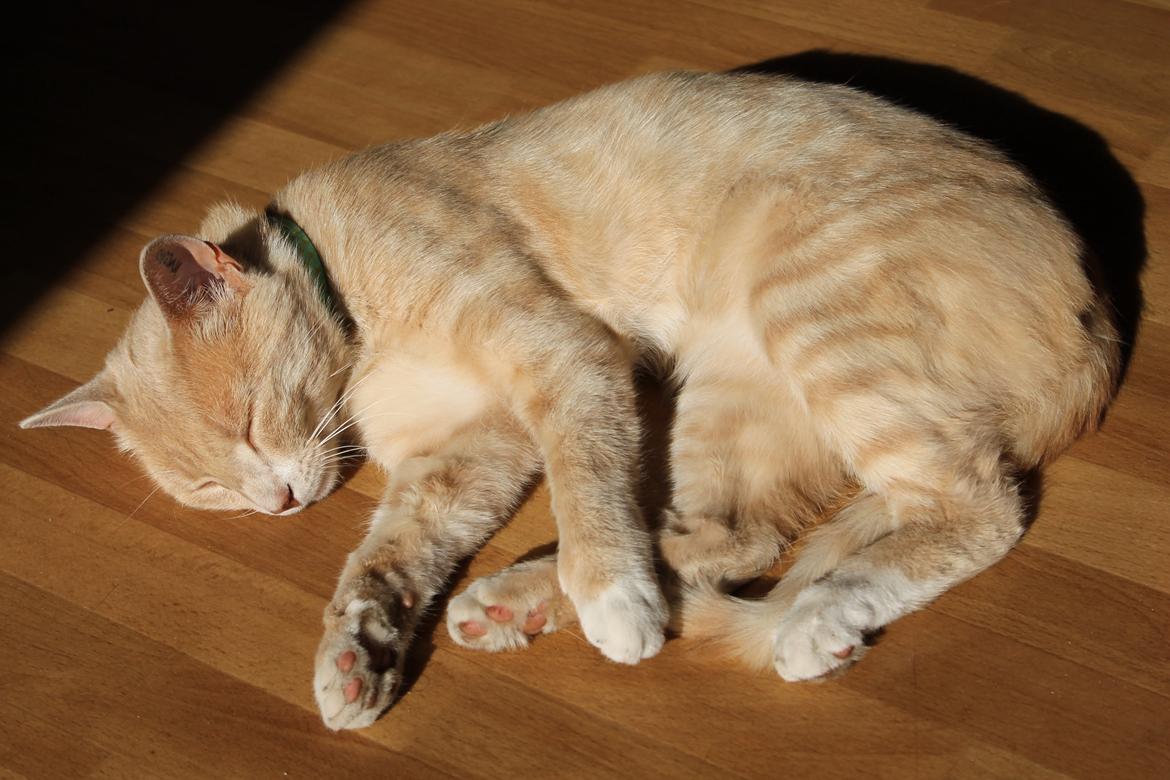 Huskat Anton..<3 billede 13