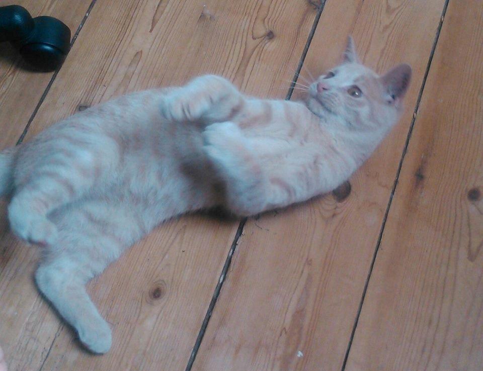 Huskat Milo billede 9