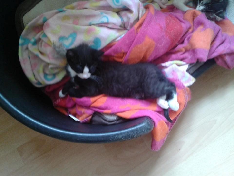 Huskat Emil billede 2