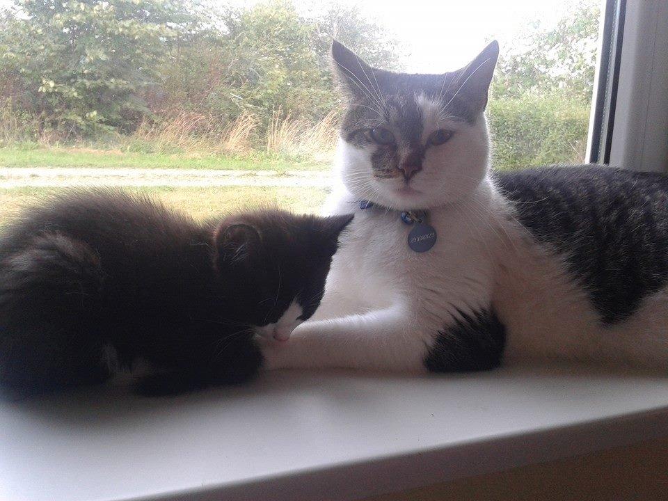 Huskat Emil billede 3