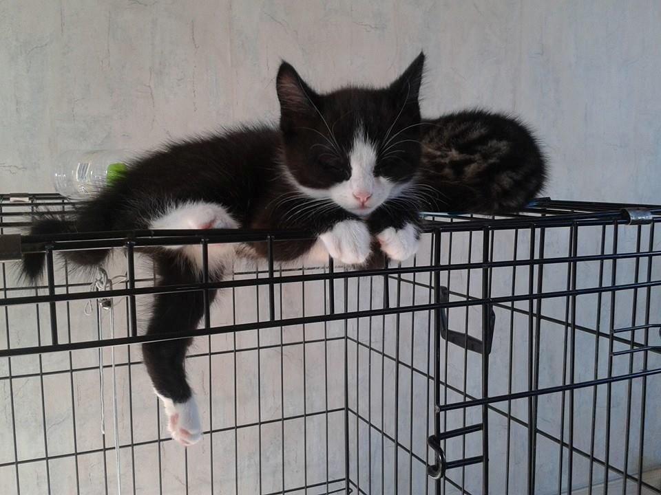 Huskat Emil billede 4