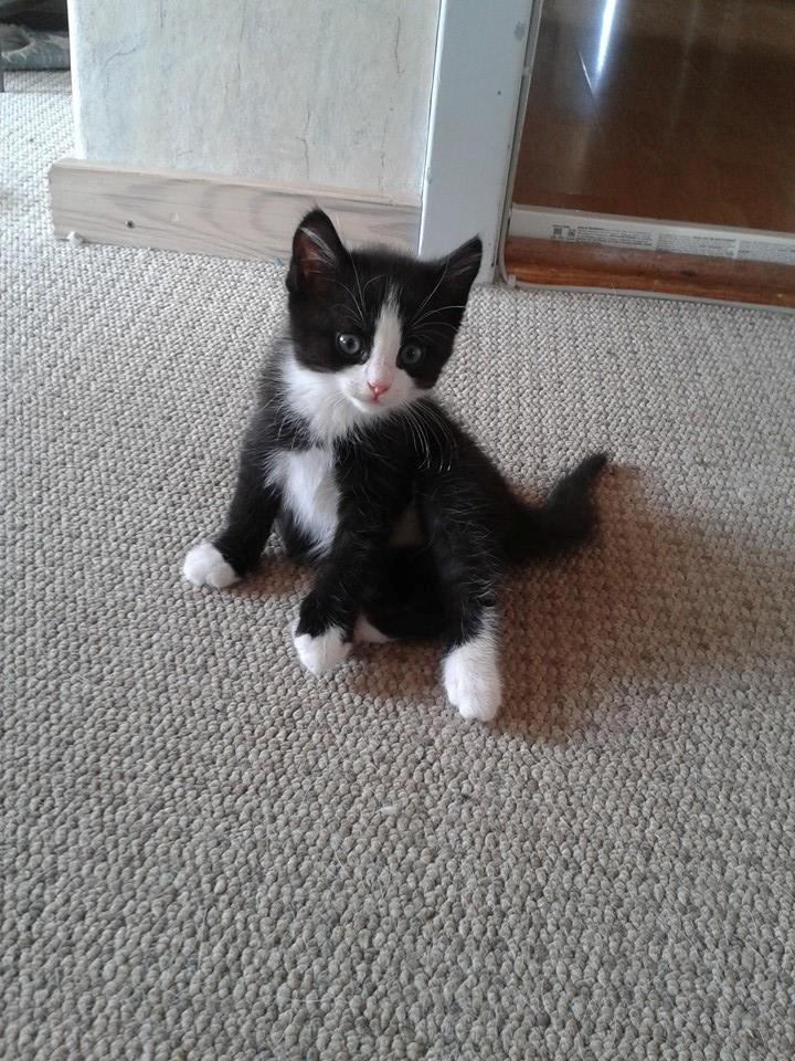 Huskat Emil billede 1