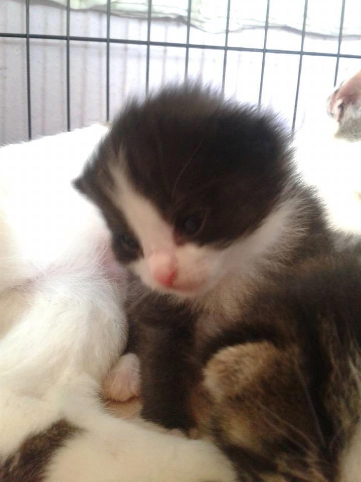 Huskat Emil billede 6