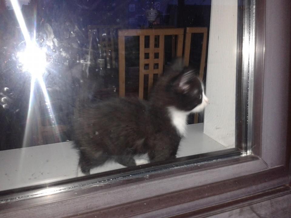 Huskat Emil billede 7