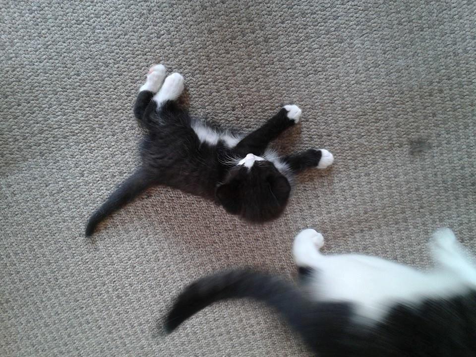 Huskat Emil billede 8