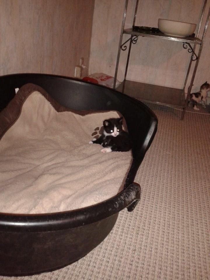 Huskat Emil billede 9