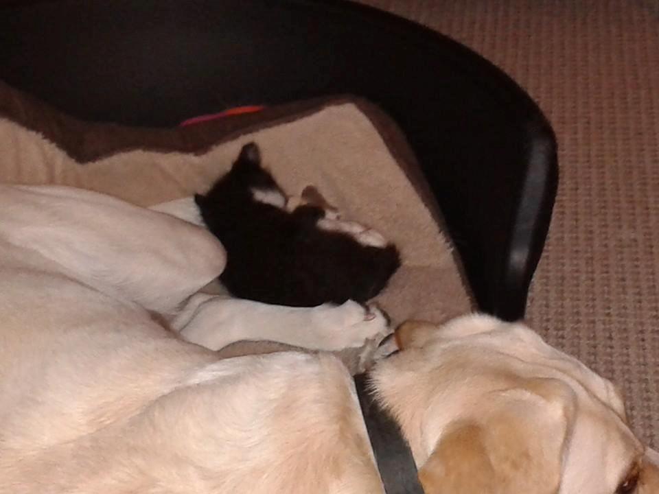 Huskat Emil billede 10