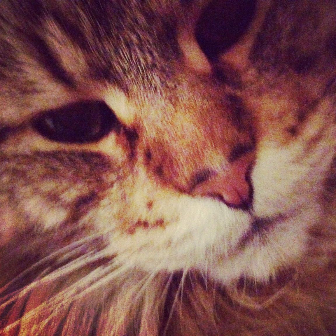 Maine Coon Arciball - Velkommen:-) Arci som fotomodel billede 1