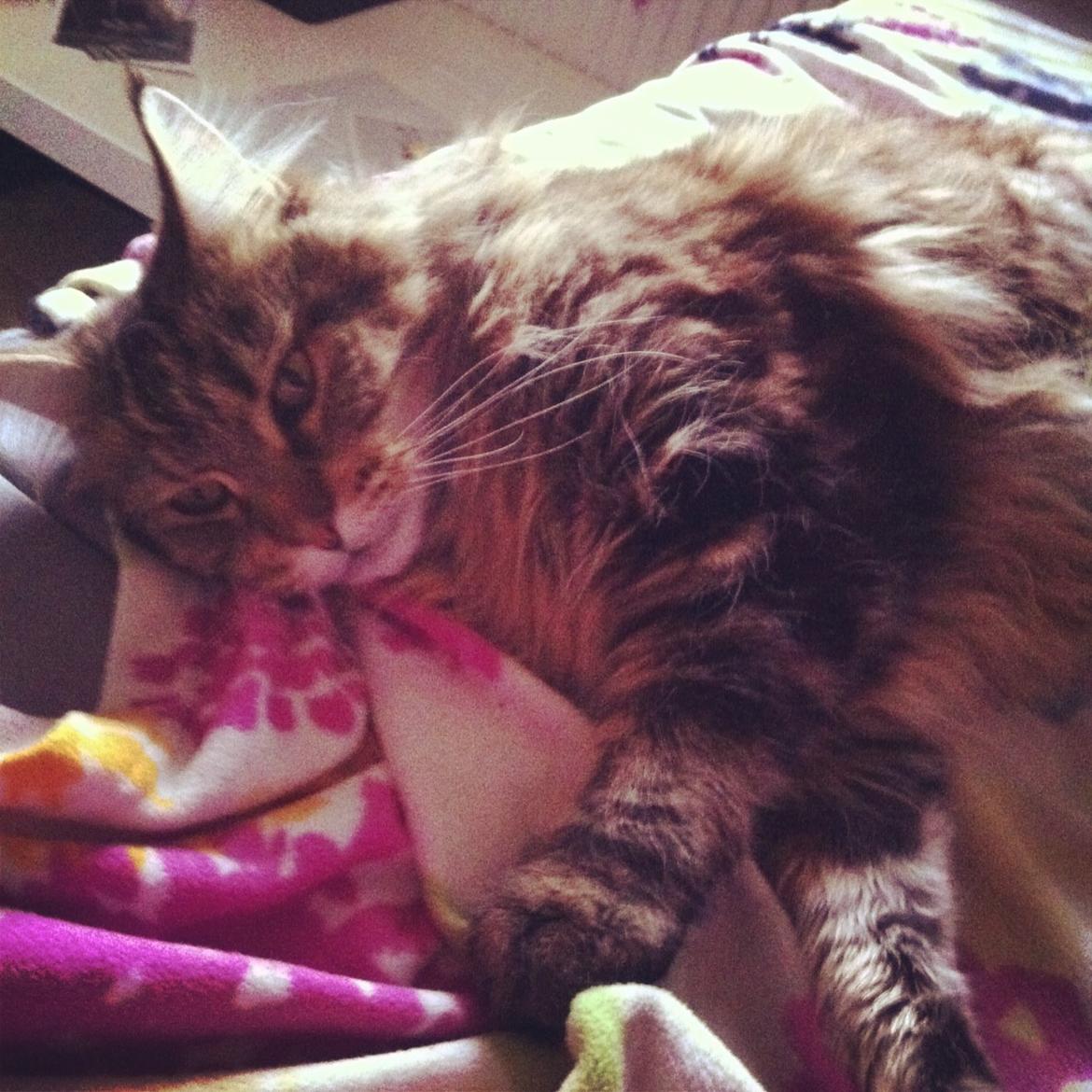 Maine Coon Arciball billede 7