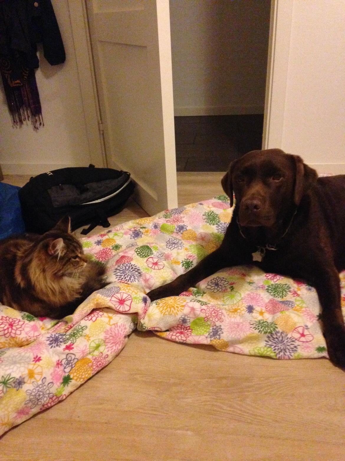 Maine Coon Arciball - Arci og min hund:-) billede 2