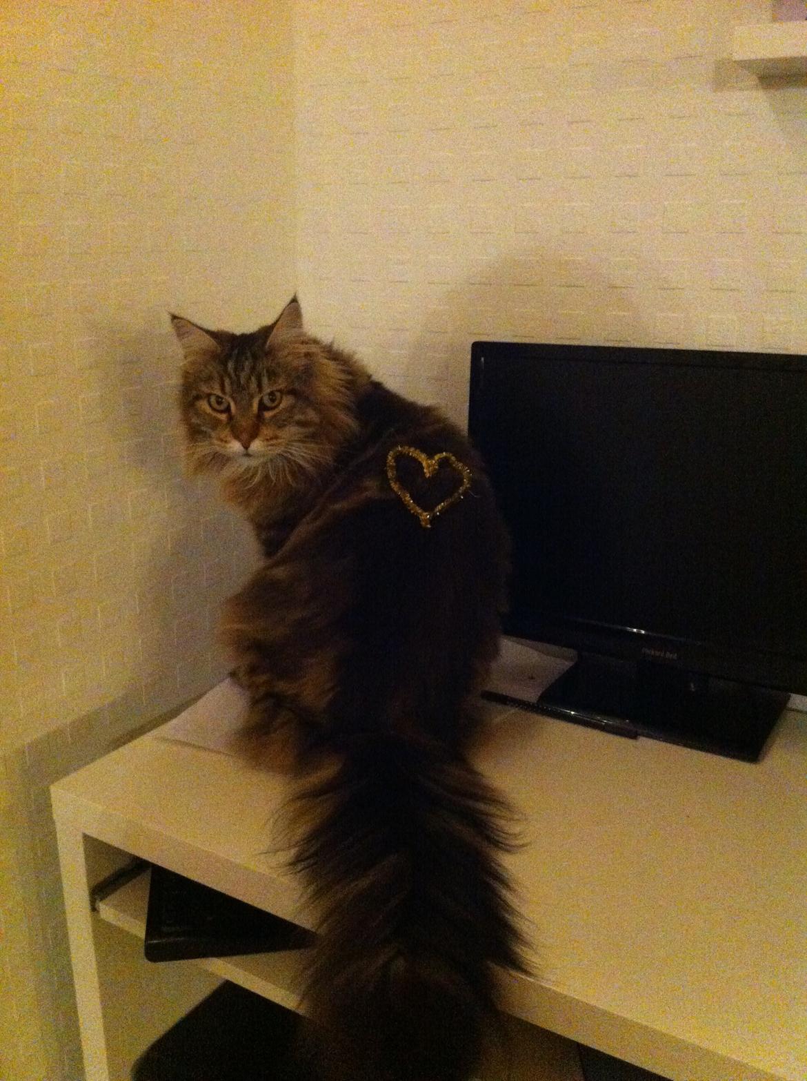 Maine Coon Arciball billede 9