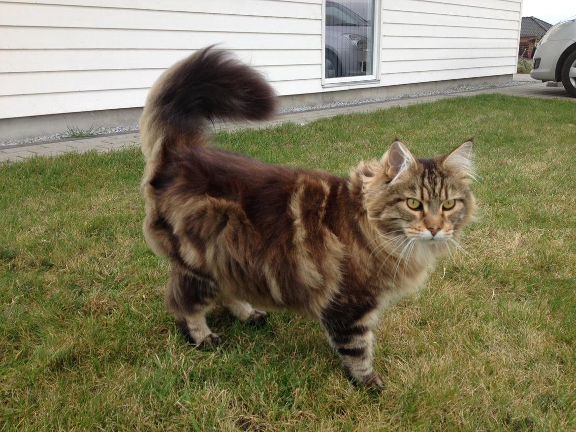 Maine Coon Arciball billede 10