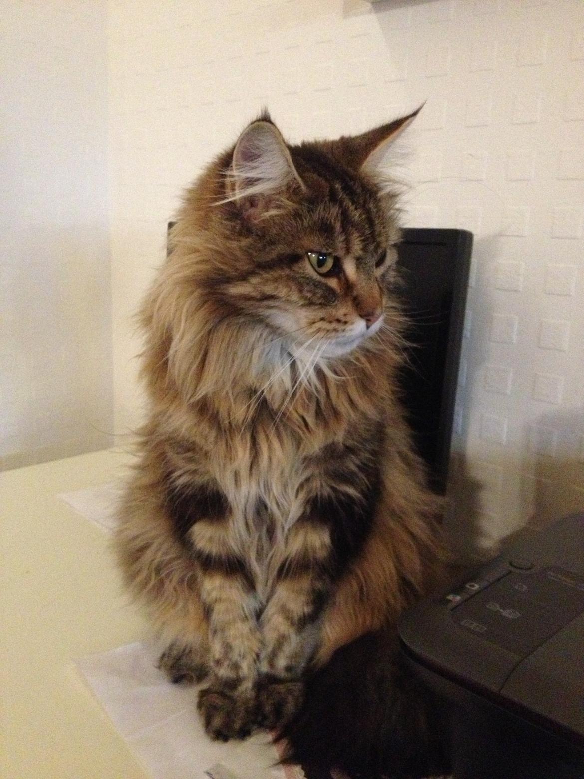 Maine Coon Arciball billede 6