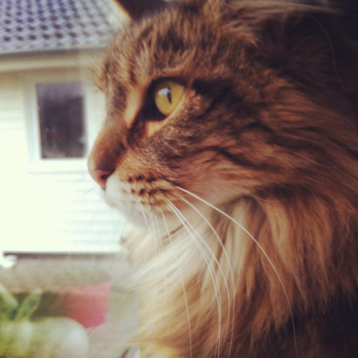 Maine Coon Arciball - Arci som fotomodel billede 4