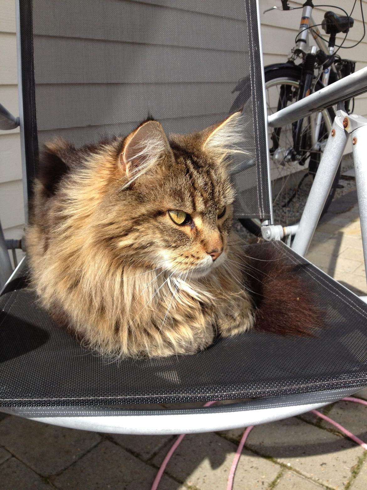 Maine Coon Arciball billede 11