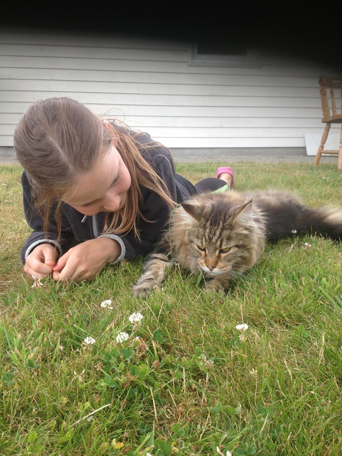 Maine Coon Arciball billede 5