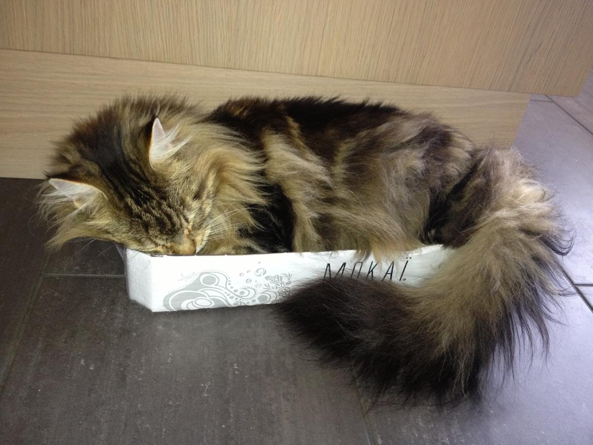 Maine Coon Arciball billede 8