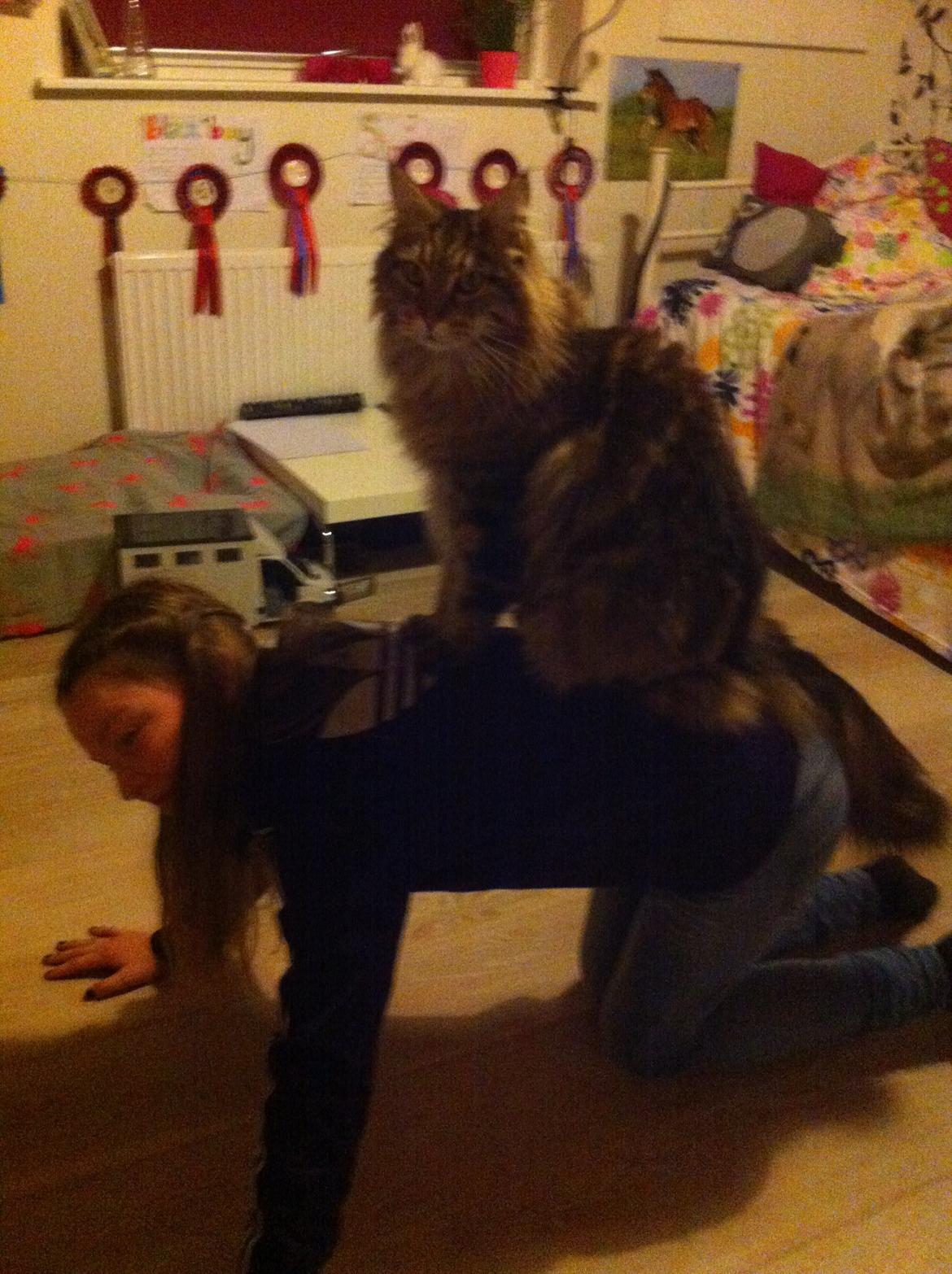 Maine Coon Arciball - Arci som er rytter:-D billede 13