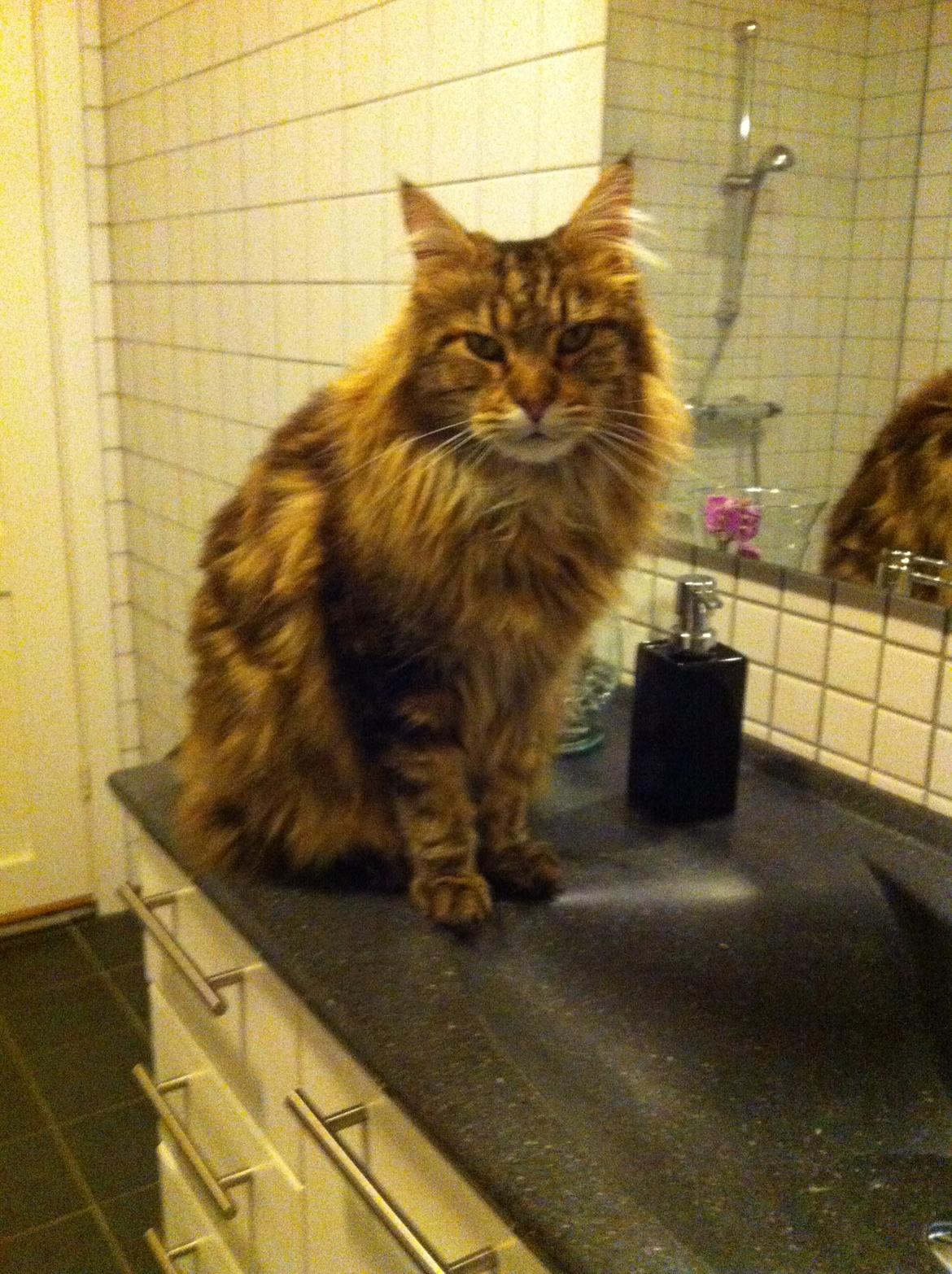 Maine Coon Arciball billede 12