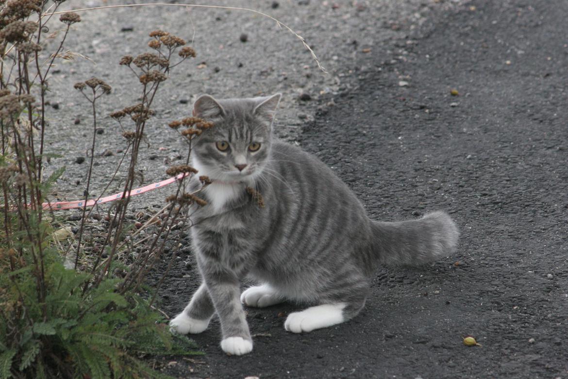 Blanding af racer Diva billede 1