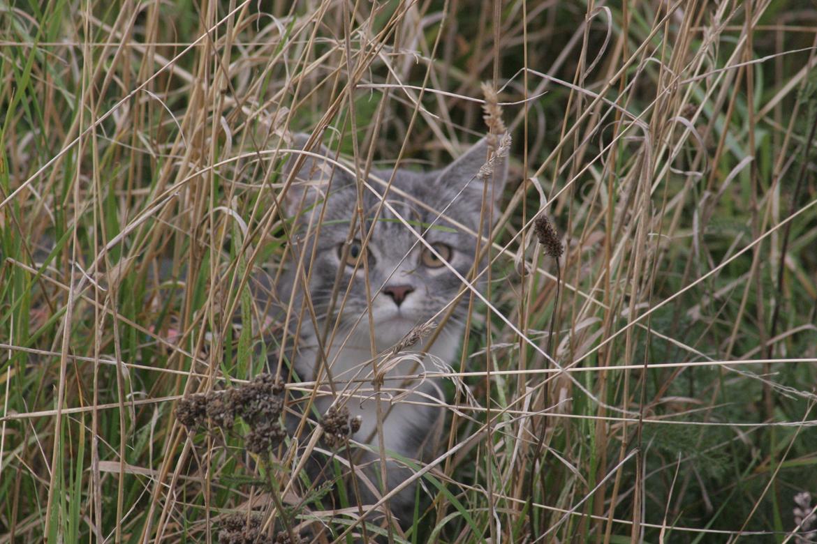 Blanding af racer Diva billede 5