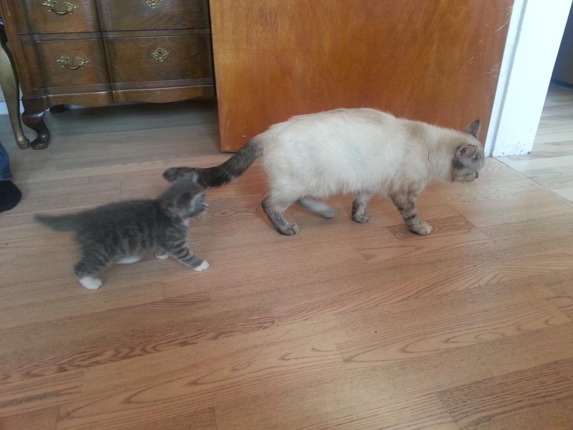 Blanding af racer Diva billede 6