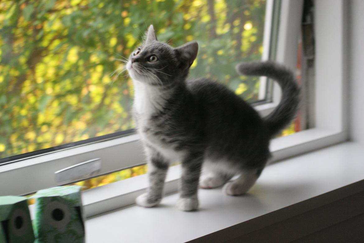 Blanding af racer Diva billede 2