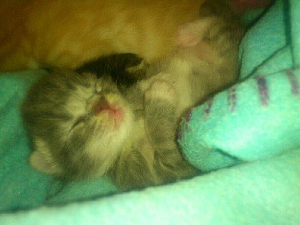 Blanding af racer Diva billede 9