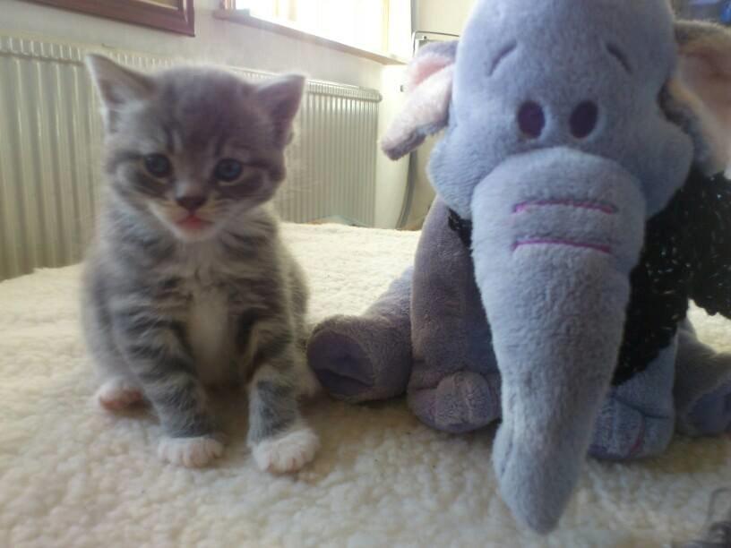 Blanding af racer Diva billede 10