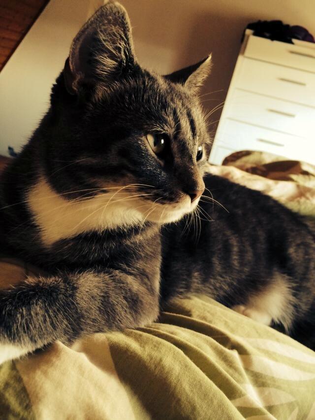 Blanding af racer Diva billede 13