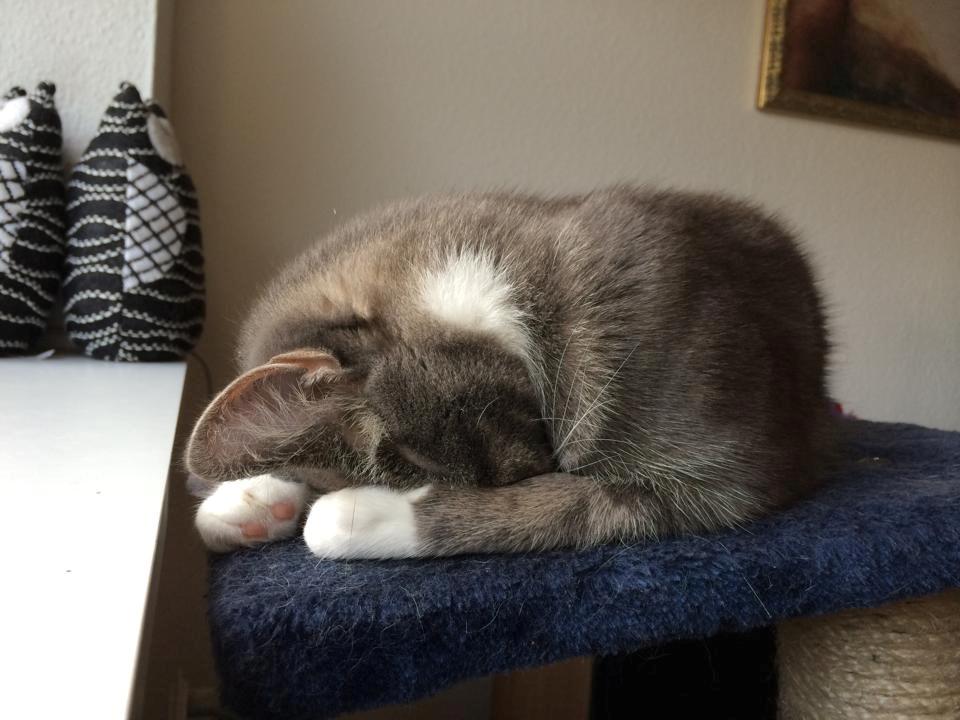 Blanding af racer Diva billede 15