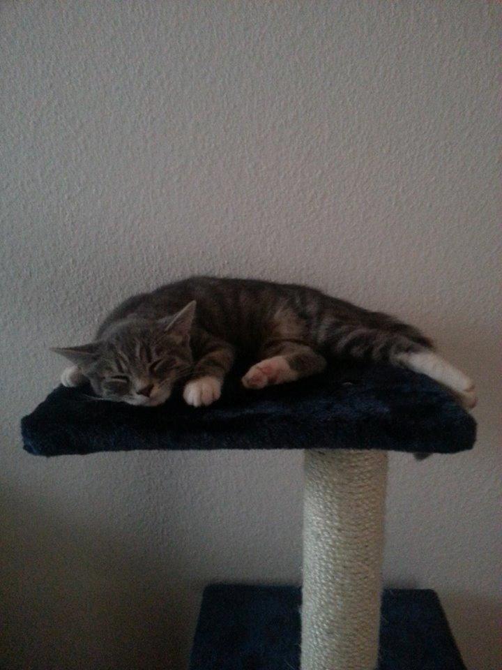 Blanding af racer Diva billede 11