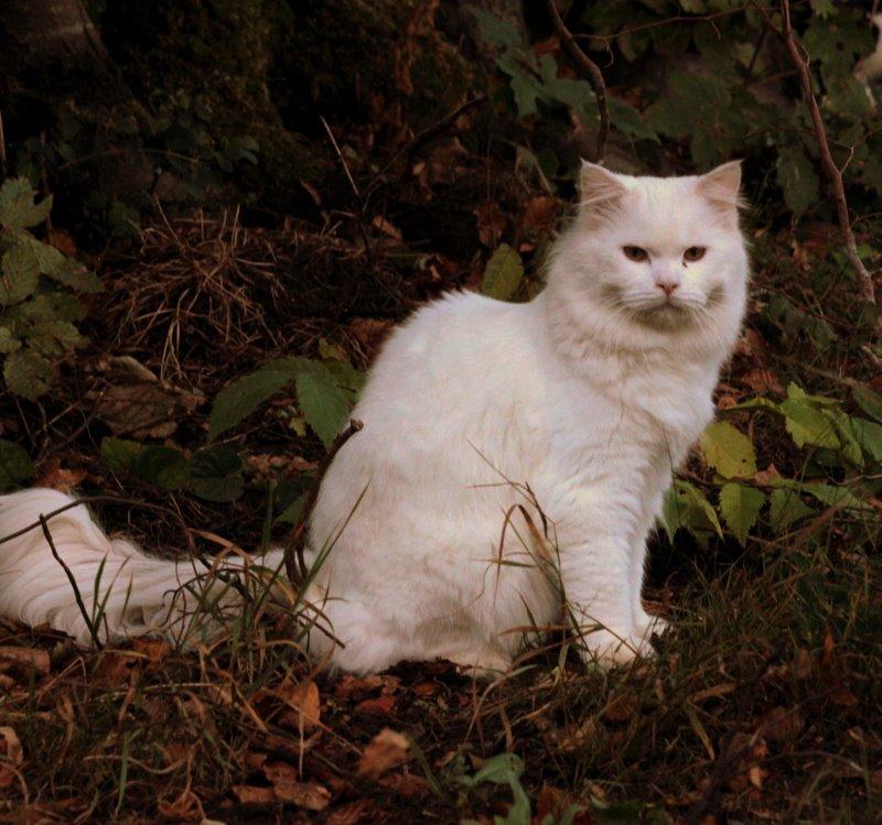 Maine Coon Dalsgaards Galant billede 14