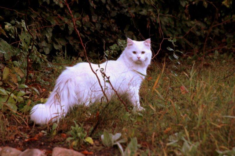 Maine Coon Dalsgaards Galant billede 16