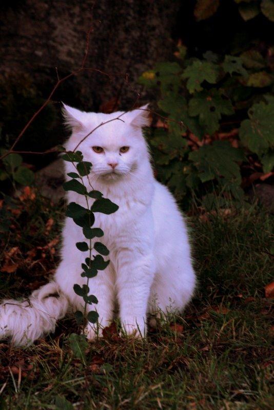 Maine Coon Dalsgaards Galant billede 15