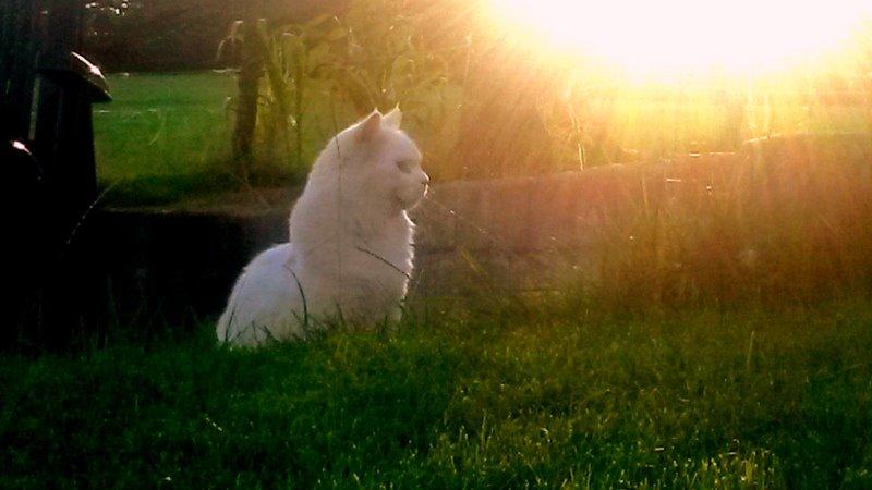 Maine Coon Dalsgaards Galant billede 1