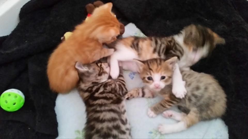 Huskat mille  diva - med søskene det er mille der ser op billede 12