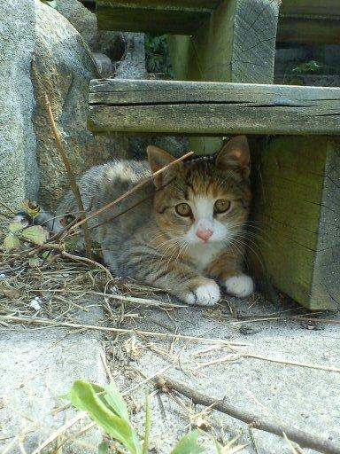 Huskat mille  diva - ser ud som mille gør billede 14