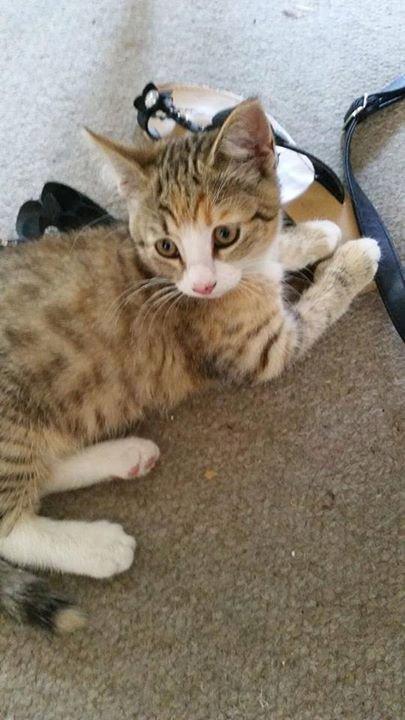 Huskat mille  diva - hun er meget aktiv og legesyg når hun er vågen billede 16