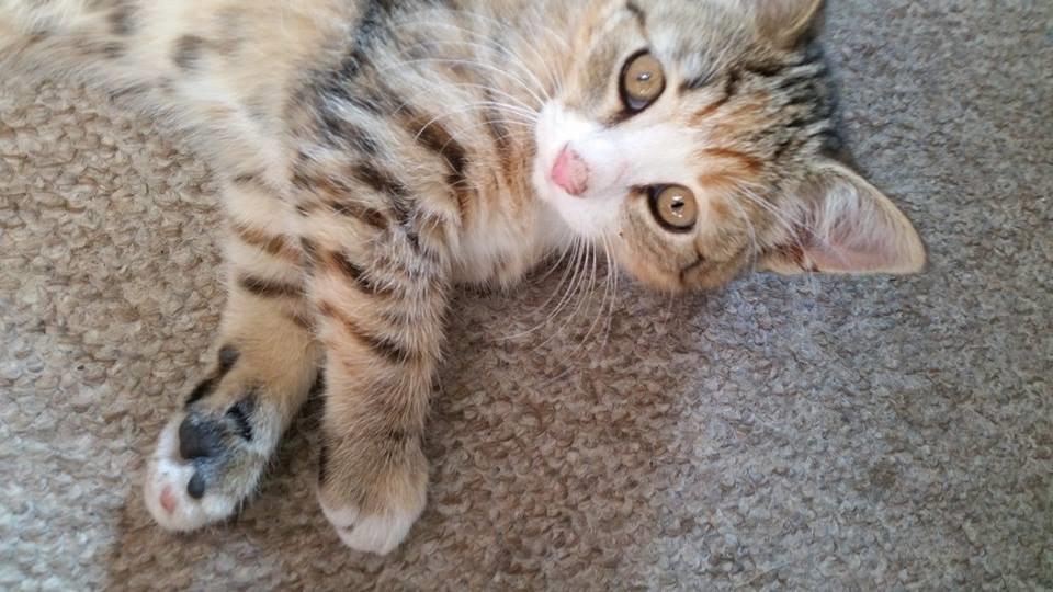 Huskat mille  diva - ser jeg ikke dejlig ud billede 15