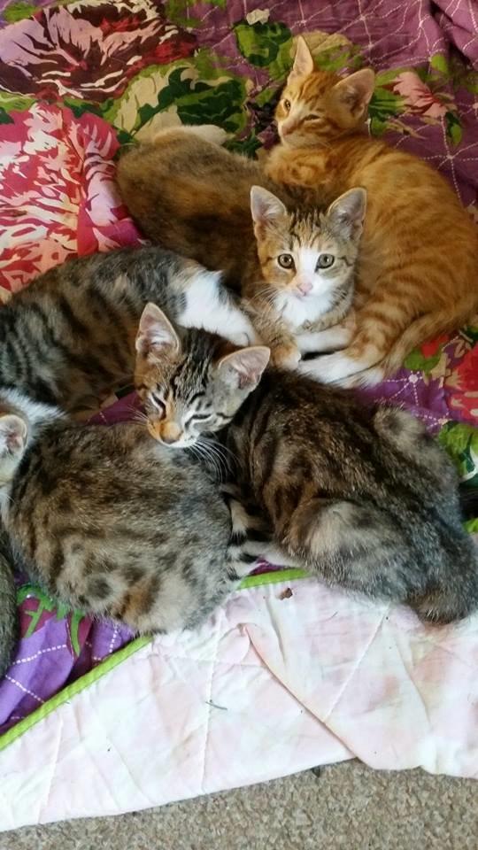 Huskat mille  diva - igen er det mille der kikop billede 13