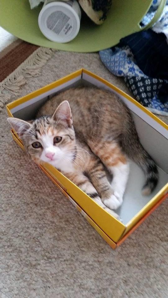 Huskat mille  diva - mille hyg billede 11