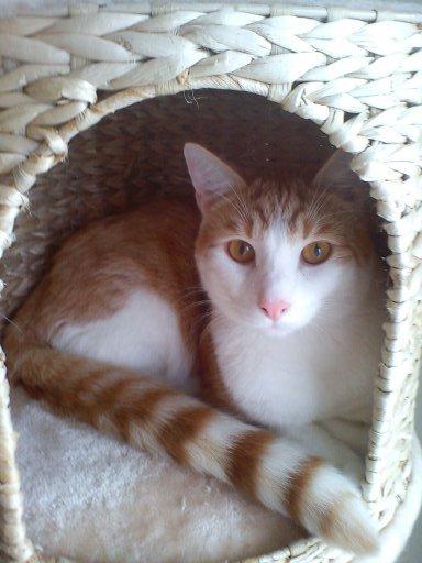 Blanding af racer mads billede 1