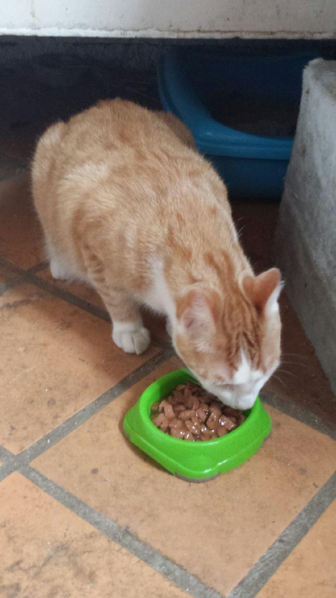 Blanding af racer mads billede 3